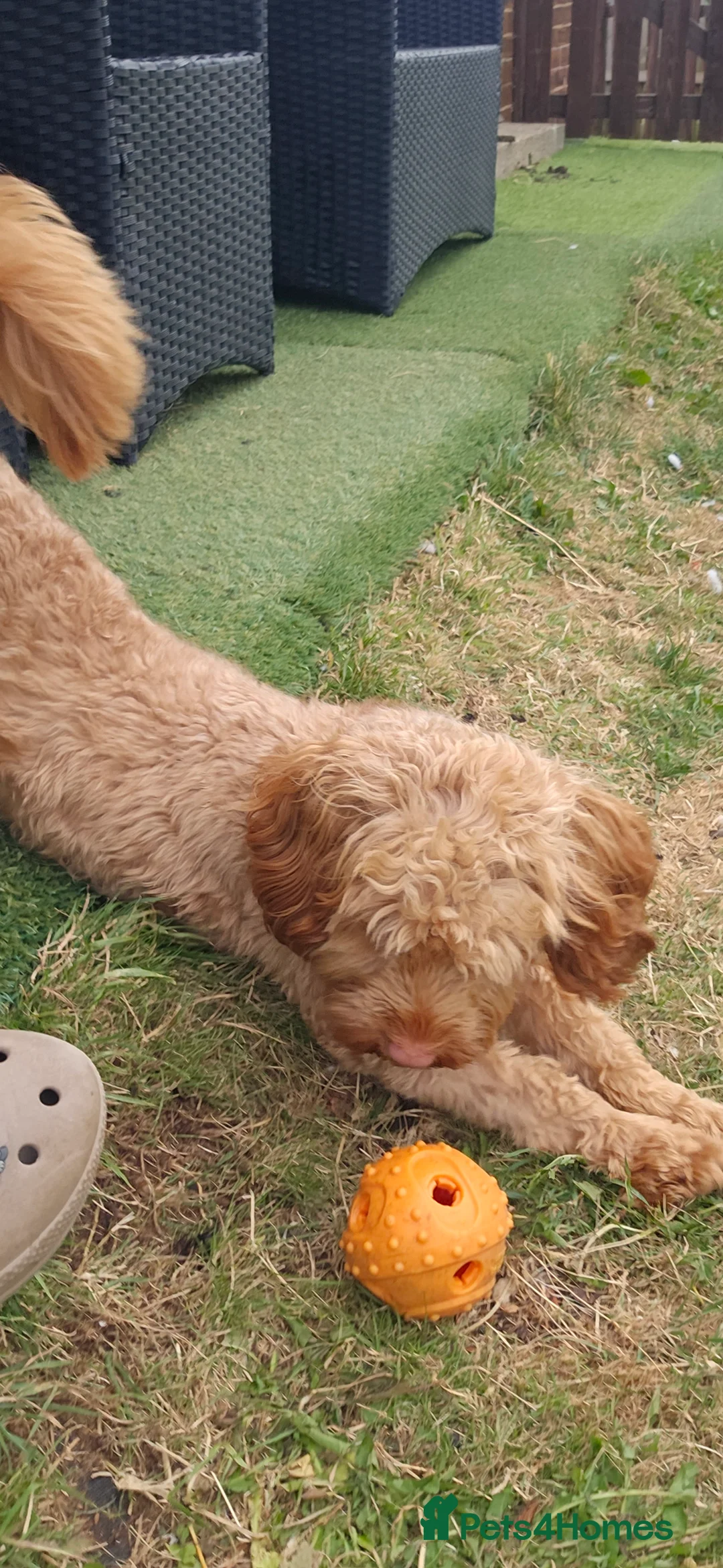 Cockapoo dogs for sale: Male cockapoo  - Advert 2