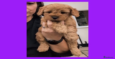 Cockapoo dogs - Advert 2