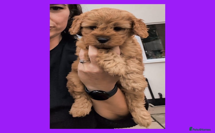 Cockapoo dogs - Advert 10