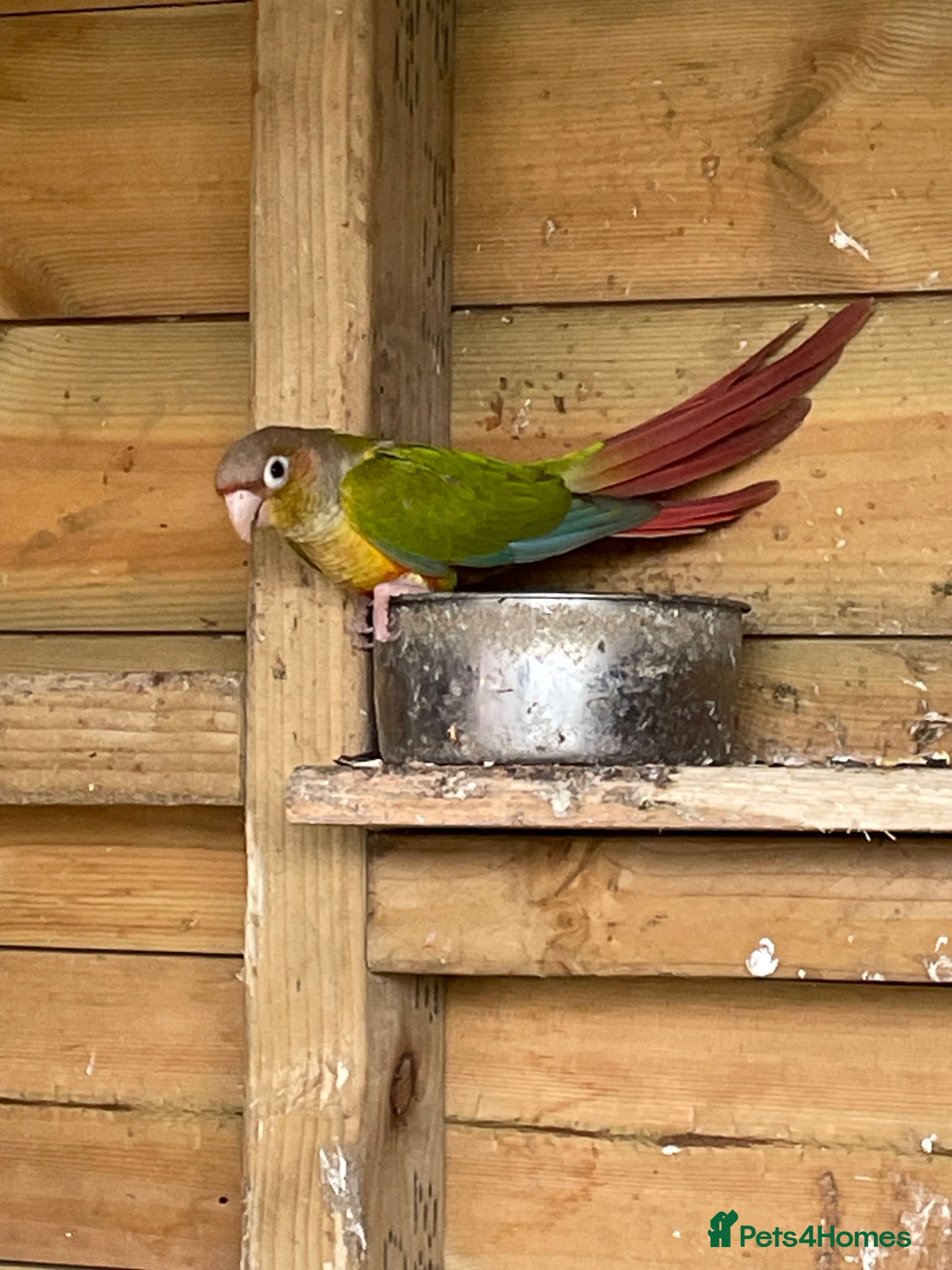 Conures birds Breeding trio of conures - Advert 1