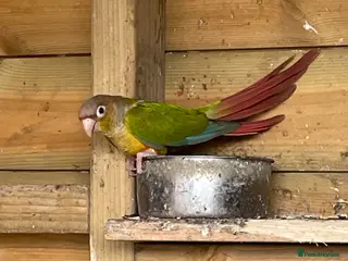 Conures birds Breeding trio of conures - Advert 1