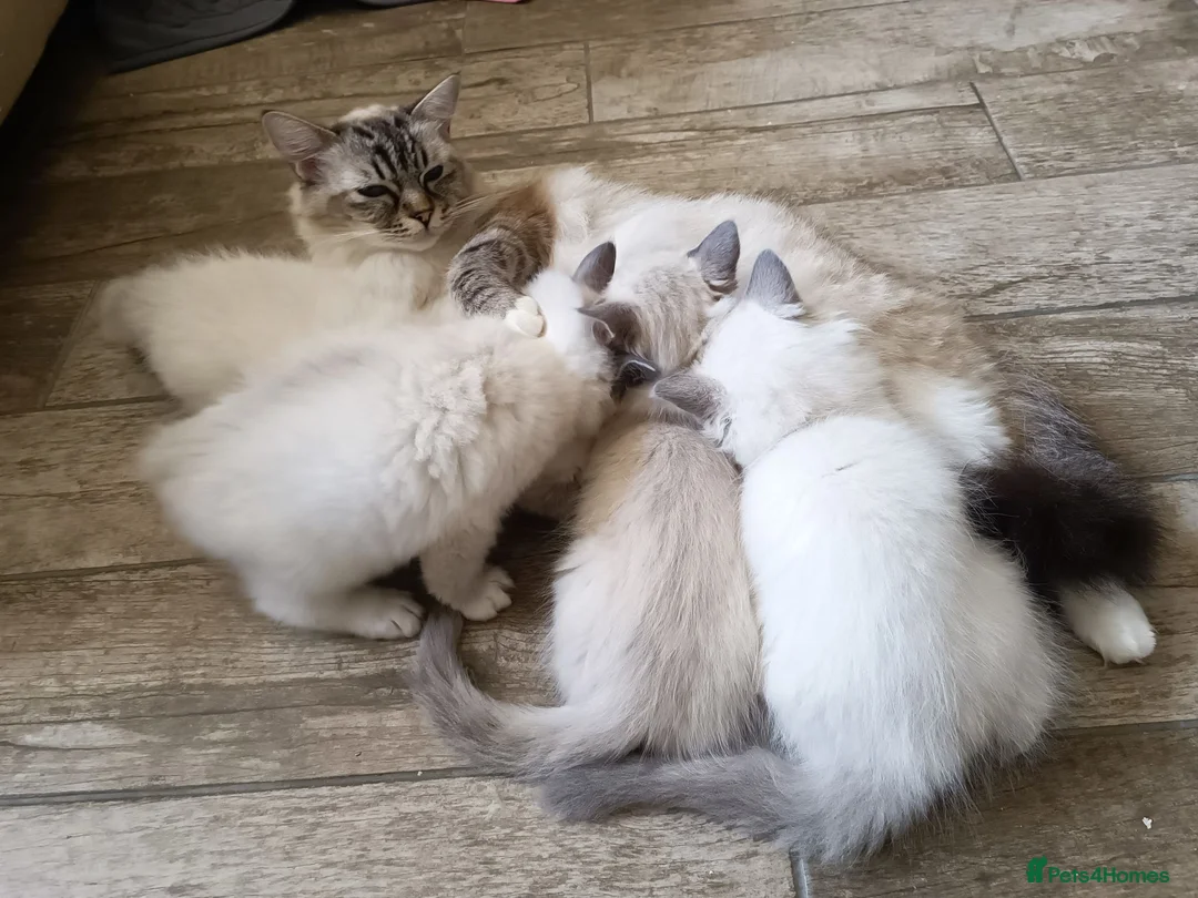 Ragdoll cats for sale: The best you can get!  - Advert 11