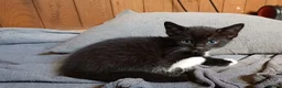 Mixed Breed cats for sale: JUST 1 Gorgeous fun-loving kittens left to Rehome  - Advert 8