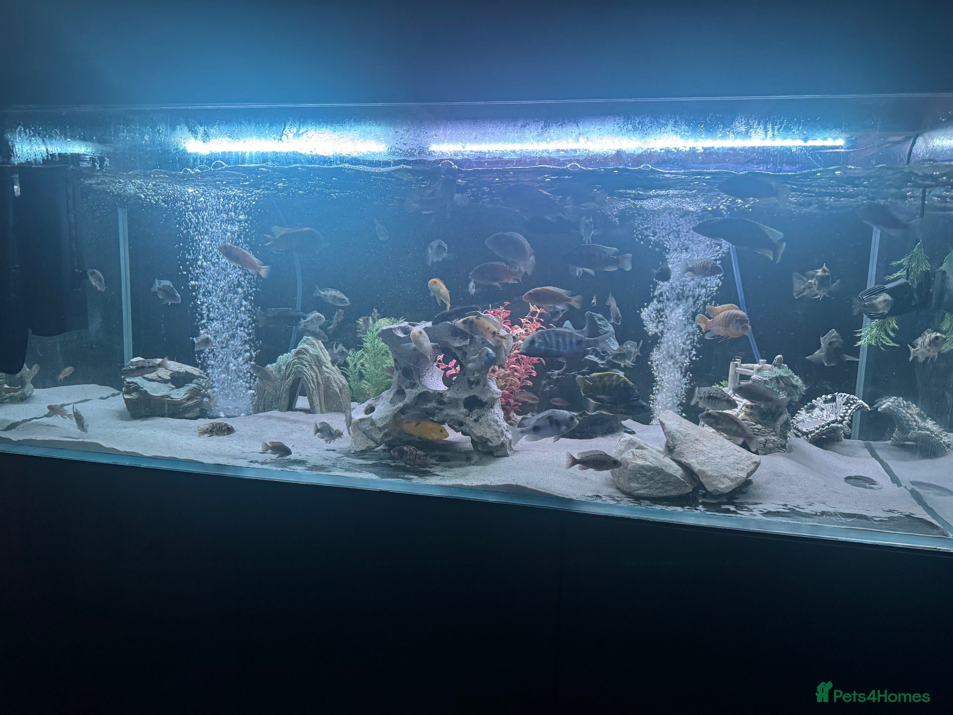 Cichlids fish Mix of cichlid fish. Mixed sizes  - Advert 2