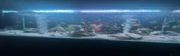 Cichlids fish for sale: Mix of cichlid fish. Mixed sizes  - Advert 1