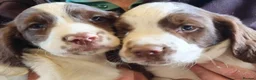 English Springer Spaniel dogs for sale:  Springer spaniels looking for their forever homes - Advert 1