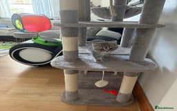 Persian cats for sale: Beautiful loving Persian Boy - Image 6