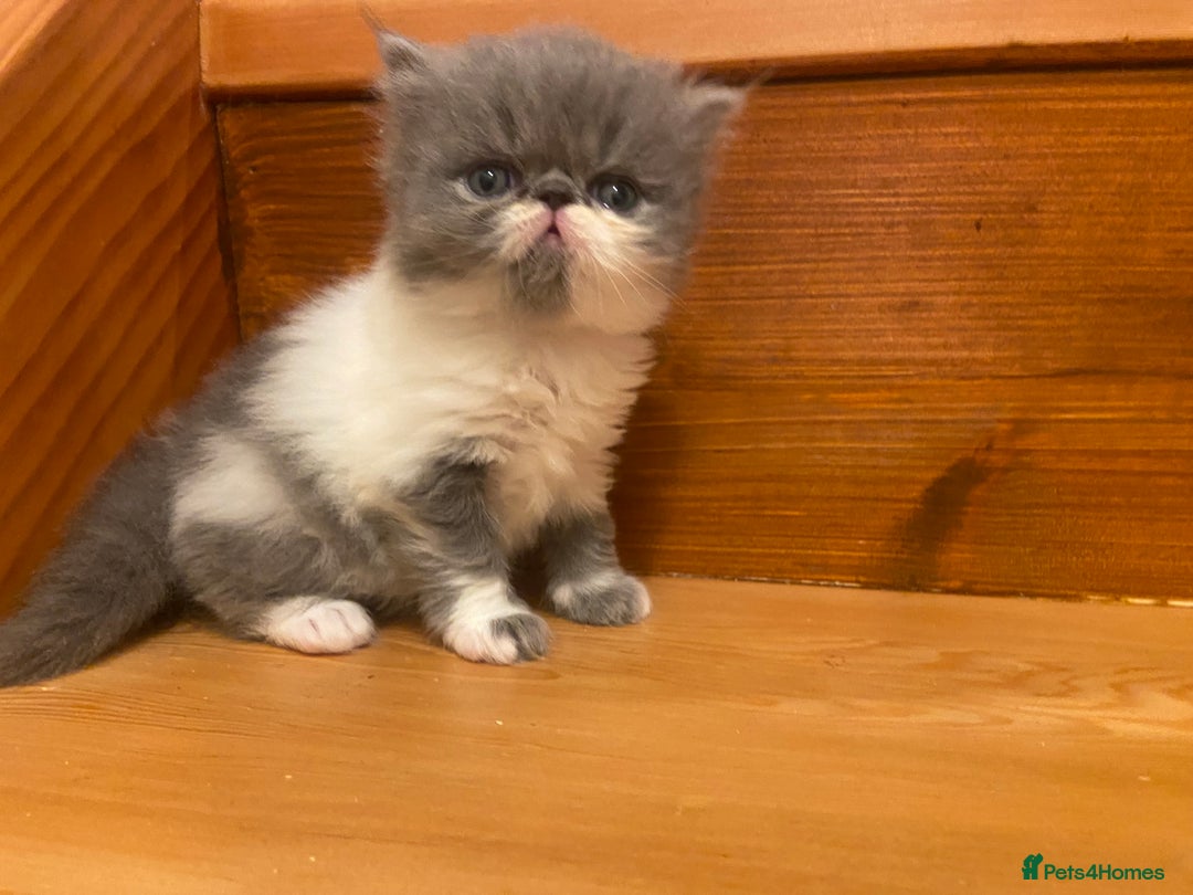 Persian cats for sale: Stunning pedigree Persian kittens - Advert 14