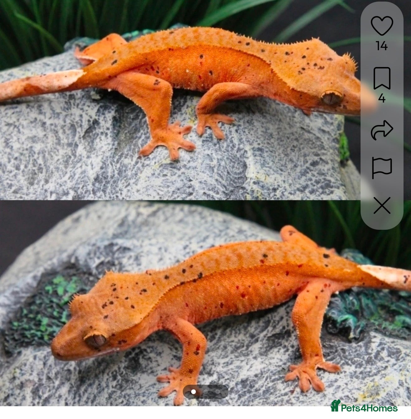 Gecko reptiles Crested gecko collection  - Advert 1