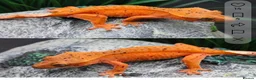 Gecko reptiles for sale: Female confetti Dalmatian crested gecko - Advert 2