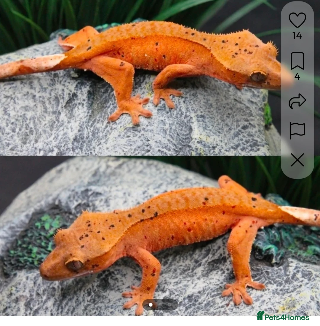 Gecko reptiles for sale: Female confetti Dalmatian crested gecko - Advert 2