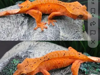 Gecko reptiles Crested gecko collection - Advert 2
