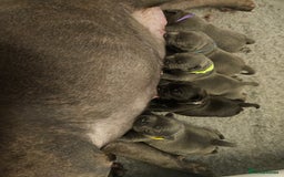 Staffordshire Bull Terrier dogs for sale: Stunning litter of Blue & Black Puppies - Advert 6