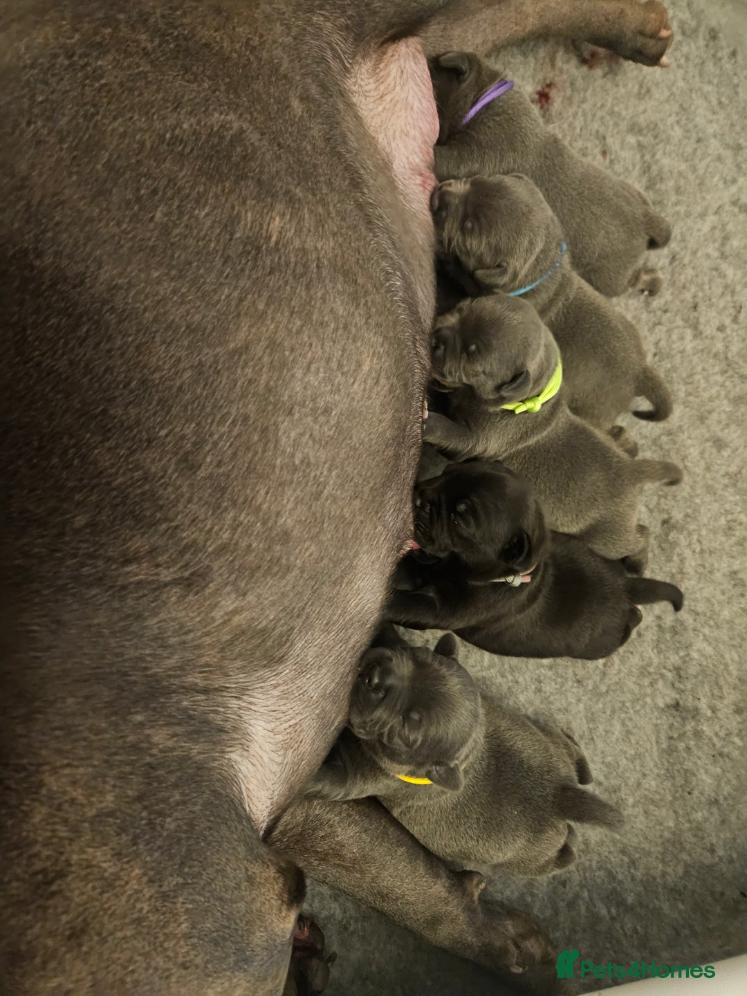 Staffordshire Bull Terrier dogs for sale: Stunning litter of Blue & Black Puppies - Advert 6