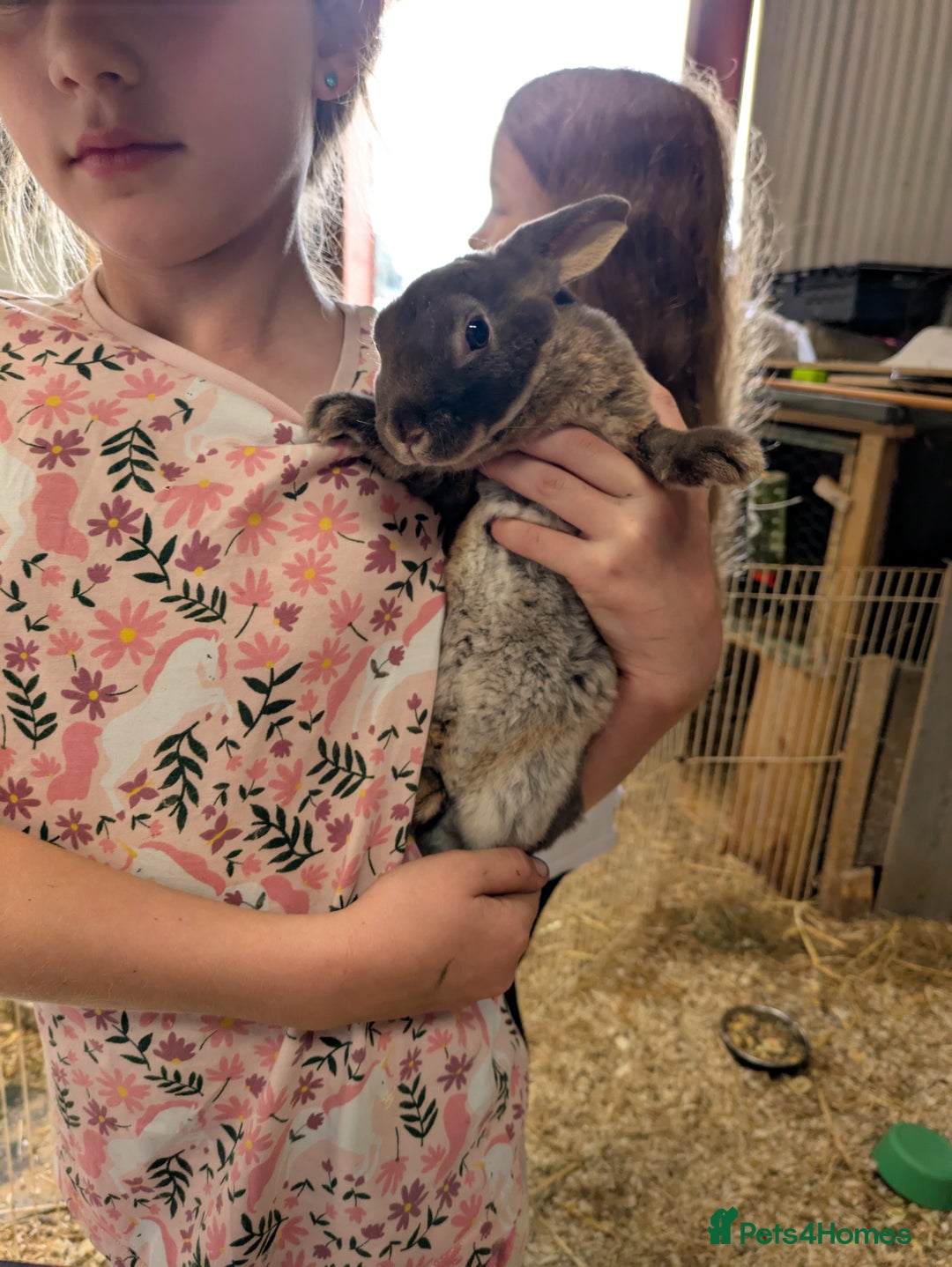 Rex rabbits for sale: Pure breed chocolate Otter Rex rabbits - Image 3