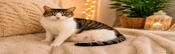 Mixed Breed cats for sale: Two Very Special Kittens Looking  Forever Homes - Advert 1