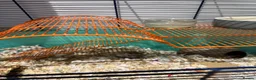 Gerbil rodents for sale: Paired female Gerbils. - Advert 3