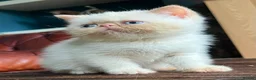 Exotic cats for sale: Last Remaining Colourpoint Exotic Boy - Advert 6