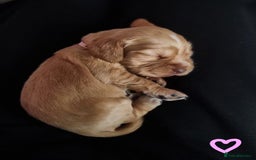 Cocker Spaniel dogs for sale: Charming English Show Cocker Spaniel Puppies  - Advert 5