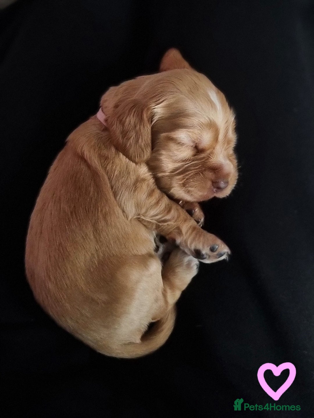 Cocker Spaniel dogs for sale: Charming English Show Cocker Spaniel Puppies  - Advert 5