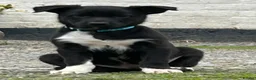 Mixed Breed dogs for sale: 4 beautiful border collie X kelpie pups for sale  - Advert 5