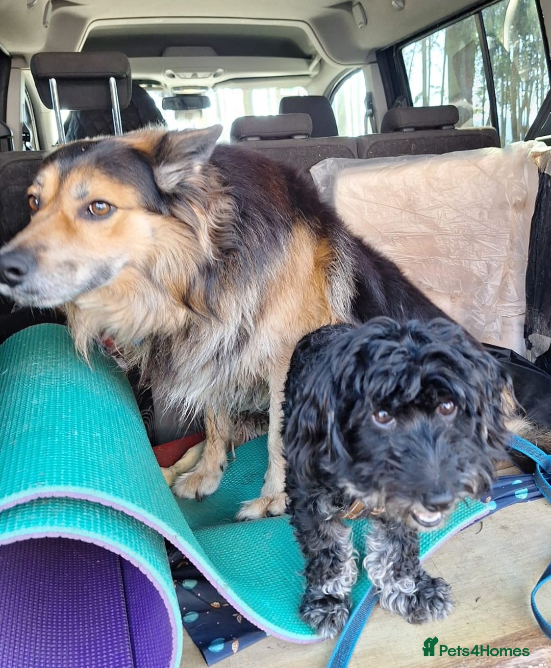 Miniature Dachshund dogs for adoption: Digby Dachshund Maltese Cross, aged 2 - Image 3