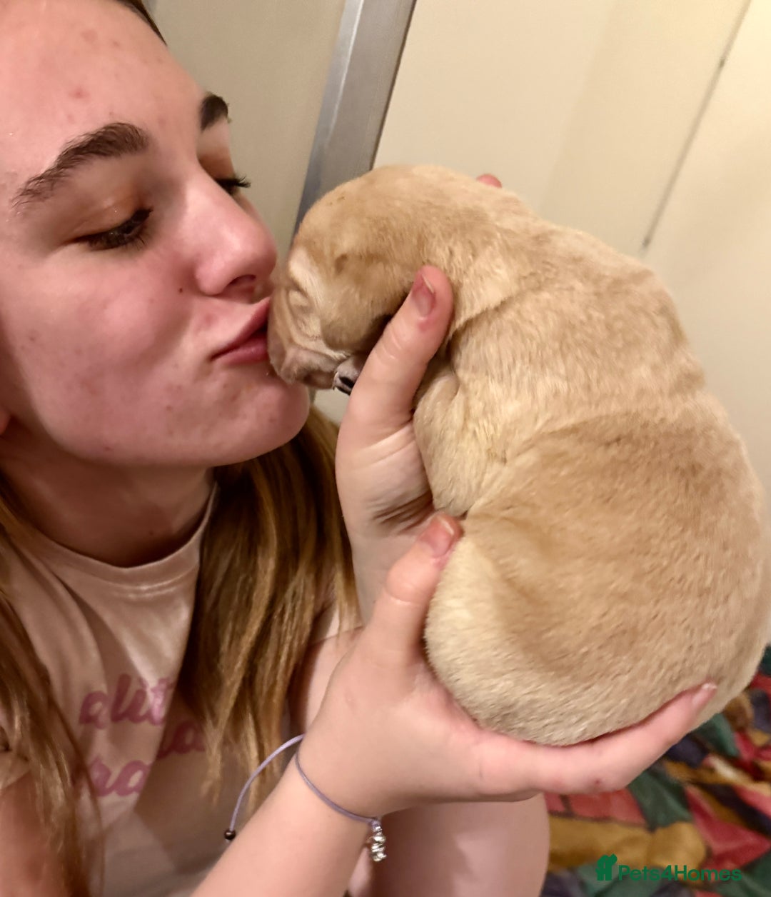 Labrador Retriever dogs for sale: Classic English show type Labrador puppies  - Advert 7