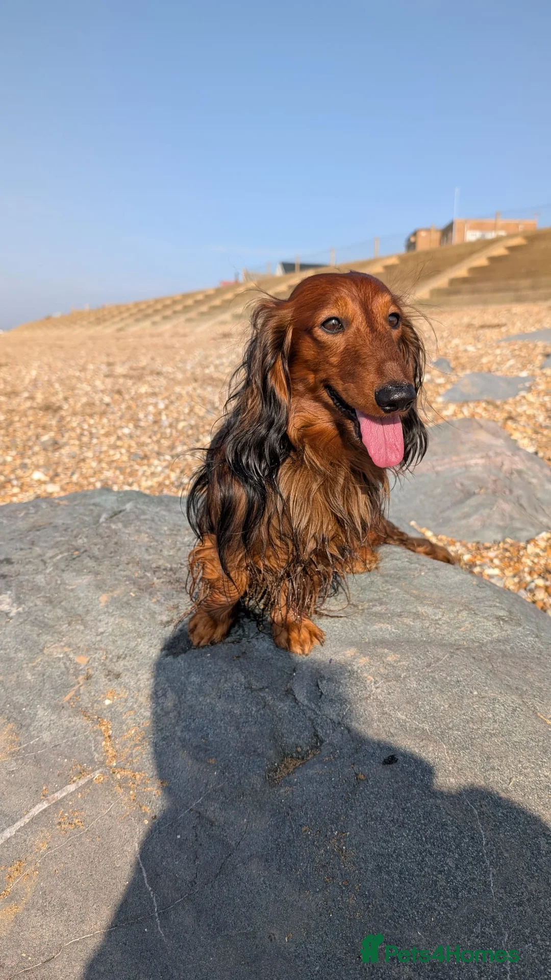 Dachshund dogs for stud: Rolo silver dapple miniature long-haired dachshund - Advert 14