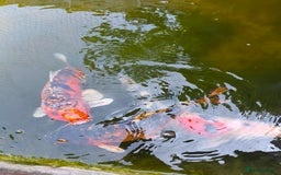 Pond Fish fish for sale: 3 Coin Carp + 1 Ghost Decent Sizes - Image 7