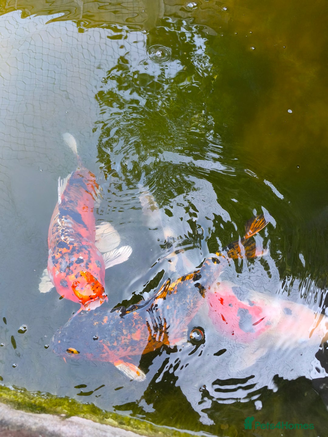 Pond Fish fish for sale: 3 Coin Carp + 1 Ghost Decent Sizes - Image 7