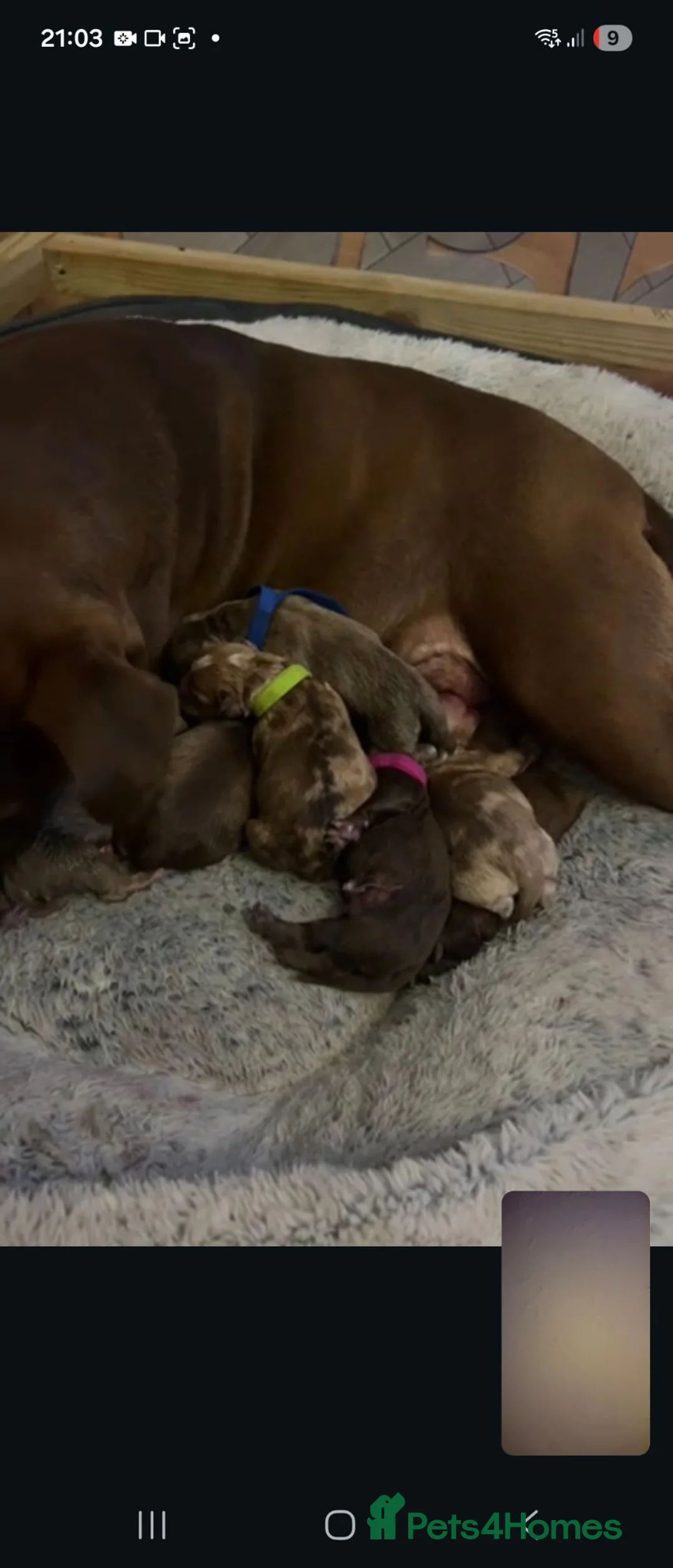 Olde English Bulldogge dogs for stud: Olde English Bulldogge - Advert 2