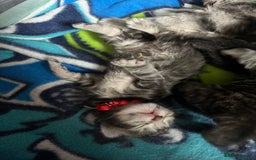 Maine Coon cats for sale: Maine coon cross  - Image 24