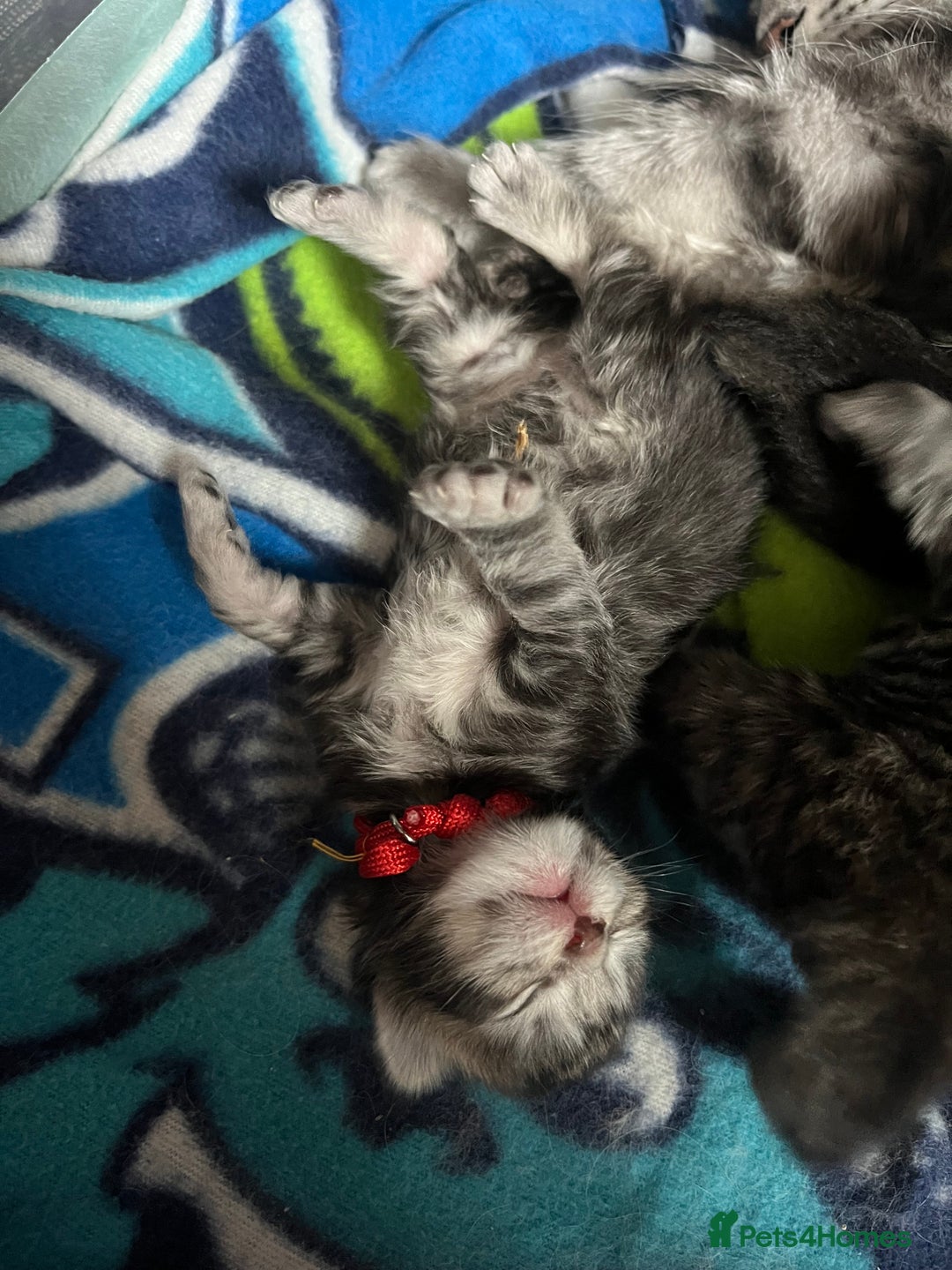 Maine Coon cats for sale: Maine coon cross  - Image 24