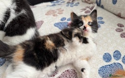 Domestic Shorthair cats for sale: Beautiful and adorable kittens for sale☺️ - Image 16