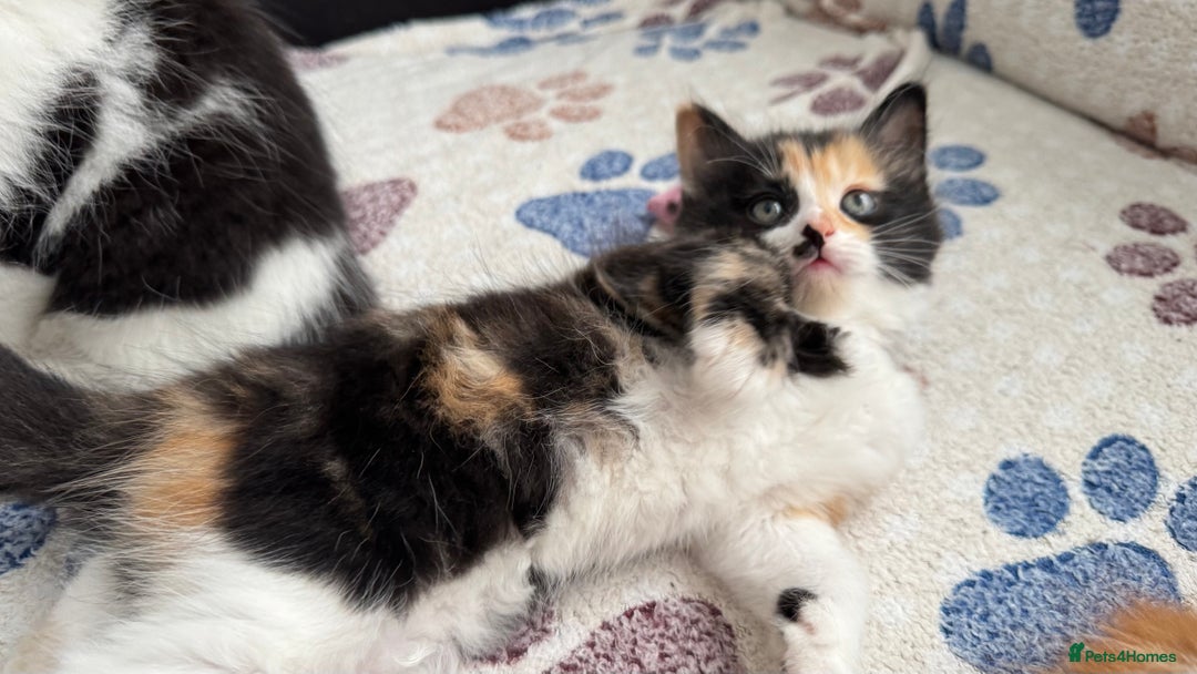 Domestic Shorthair cats for sale: Beautiful and adorable kittens for sale☺️ - Image 16
