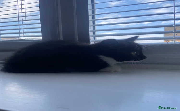 Domestic Shorthair cats - Advert 2