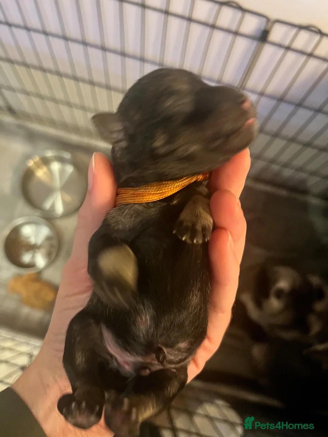 Miniature Schnauzer dogs for sale: Cuteness overload!! 😍  - Advert 16