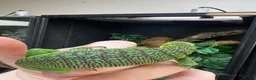 Monitor reptiles for sale: Emerald Tree Monitor - Varanus prasinus For Sale - Advert 8