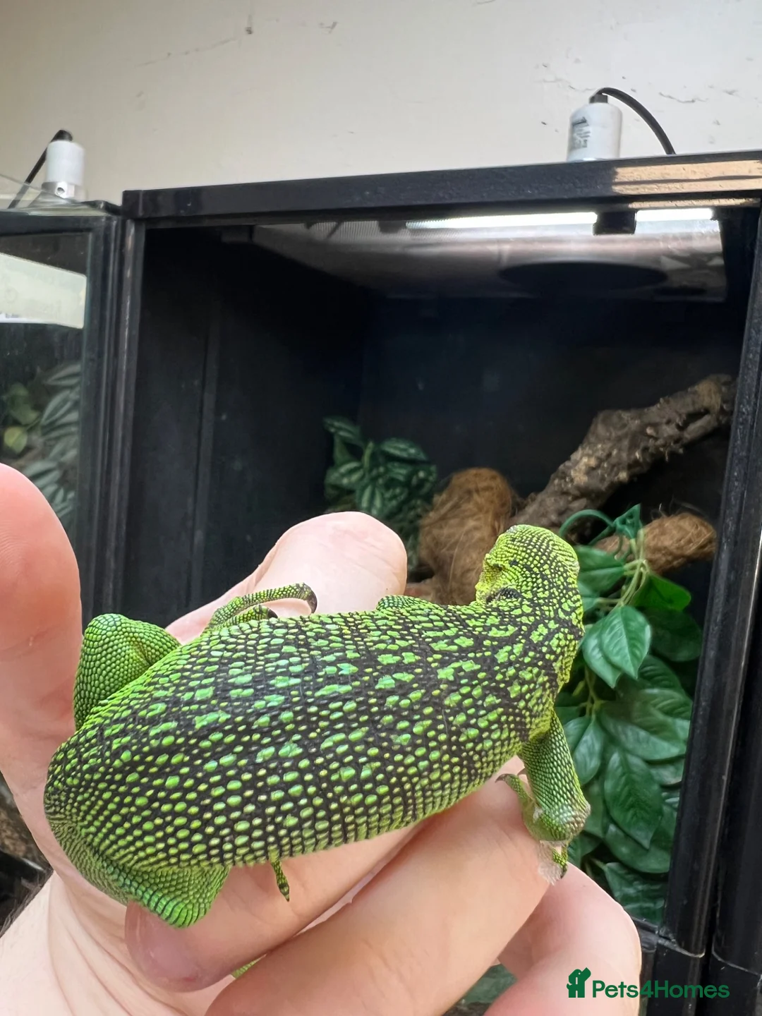 Monitor reptiles for sale: Emerald Tree Monitor - Varanus prasinus For Sale - Advert 8