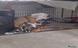 Mixed Breed dogs for sale: Beautiful Big Old Thyme bulldog x Staffy Pups  - Image 10