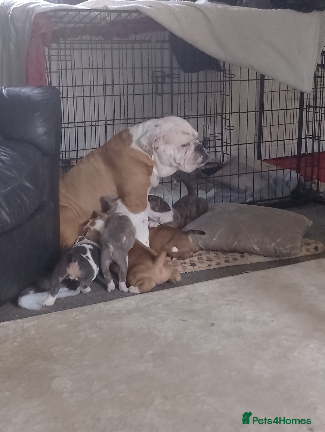 Mixed Breed dogs for sale: Beautiful Big Old Thyme bulldog x Staffy Pups  - Image 10