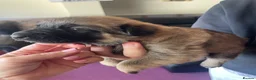 Belgian Shepherd Dog dogs for sale: Stunning Belgian Malinois puppies  - Advert 15