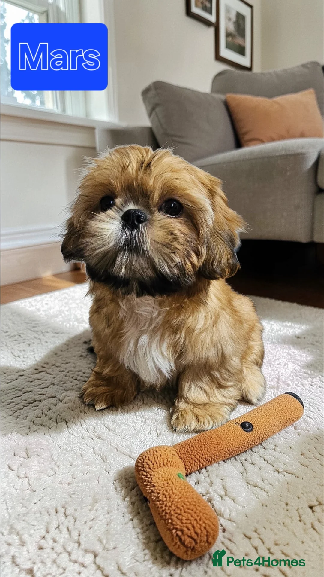 Shih Tzu dogs for sale:  💞 QUALITY STANDARD SHIH TZU 💕 - Advert 1