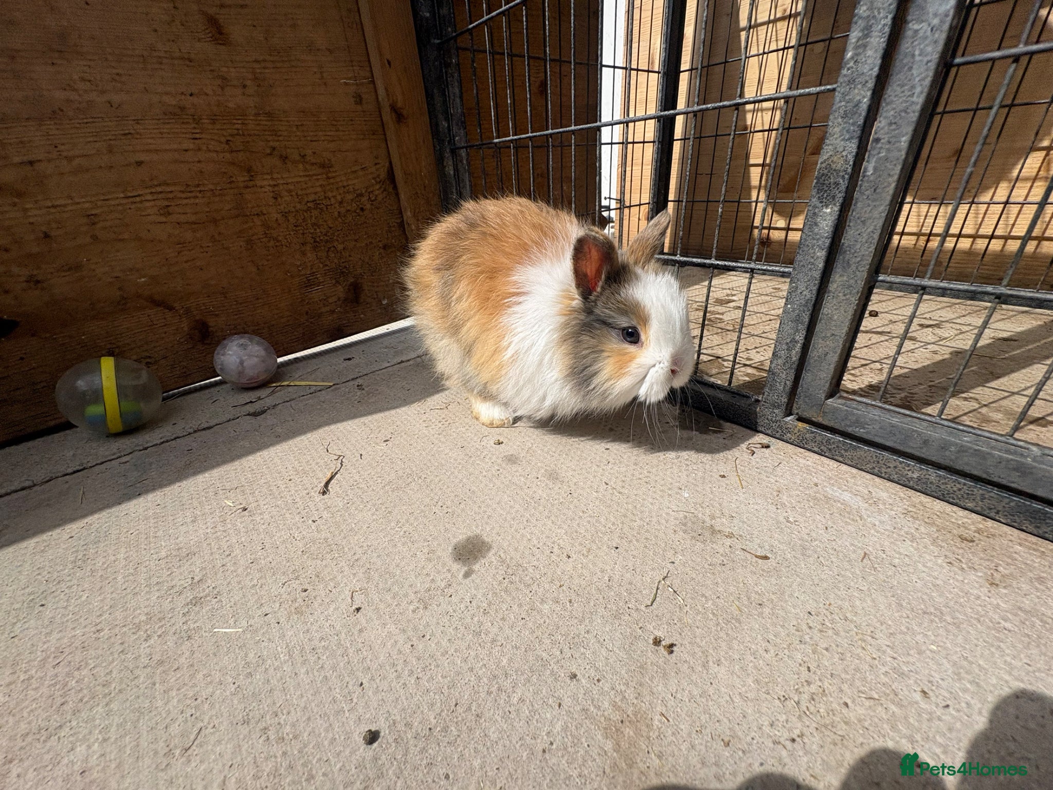Mixed Breed rabbits Lion head cross rabbits  - Advert 1