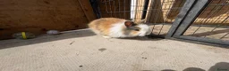 Mixed Breed rabbits for sale: Lion head cross rabbits  - Advert 1