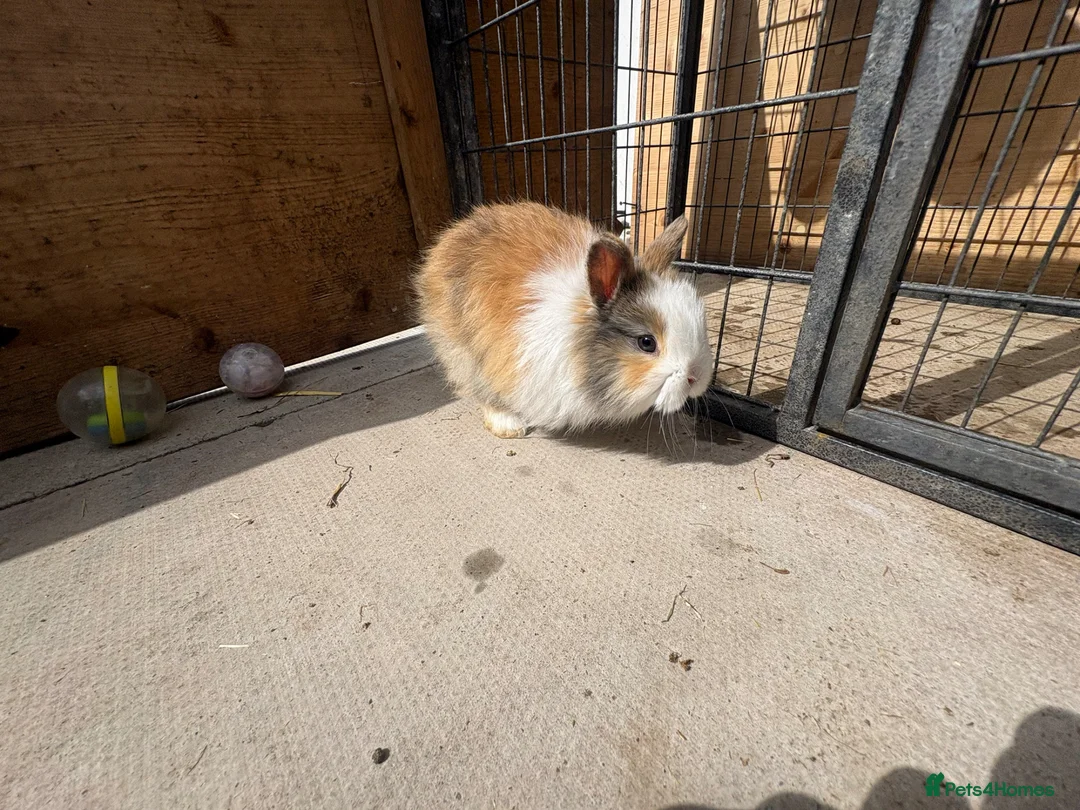 Mixed Breed rabbits for sale: Lion head cross rabbits  - Advert 1