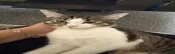 Domestic Shorthair cats for sale: Mimi  - Advert 4
