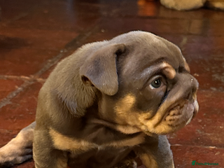 English Bulldog dogs English bulldogs - Advert 15