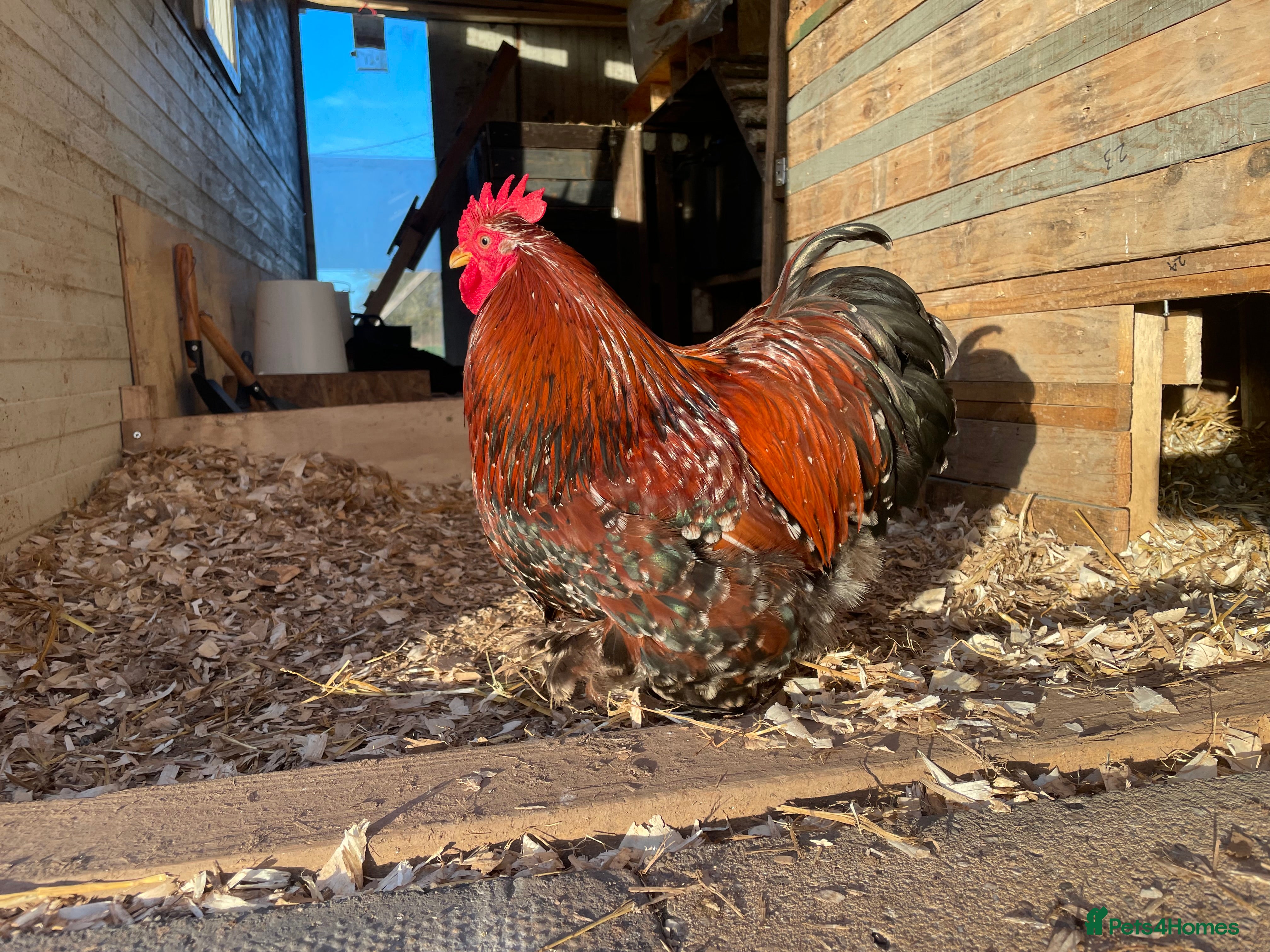 Chickens poultry Two bantam roosters for sale - Advert 2