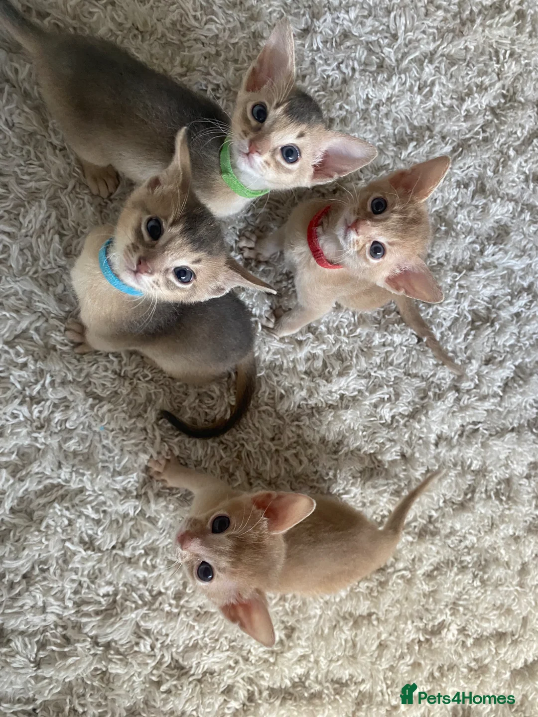 Abyssinian cats for sale: Abyssinian Kittens 🐾 - Advert 1